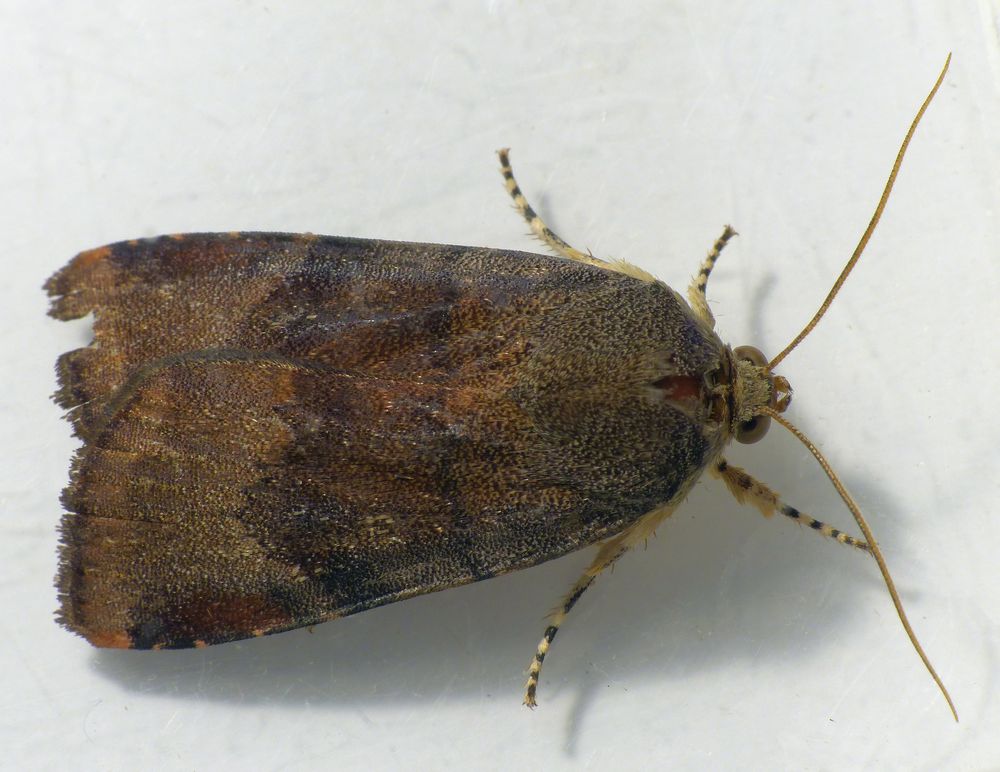 JantheBandeule (Noctua janthe) Foto & Bild tiere, wildlife