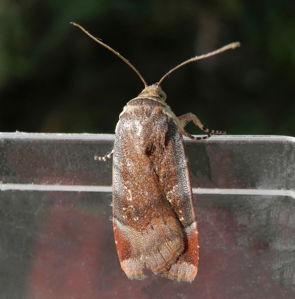 Janthina-Bandeule (Noctua janthina)