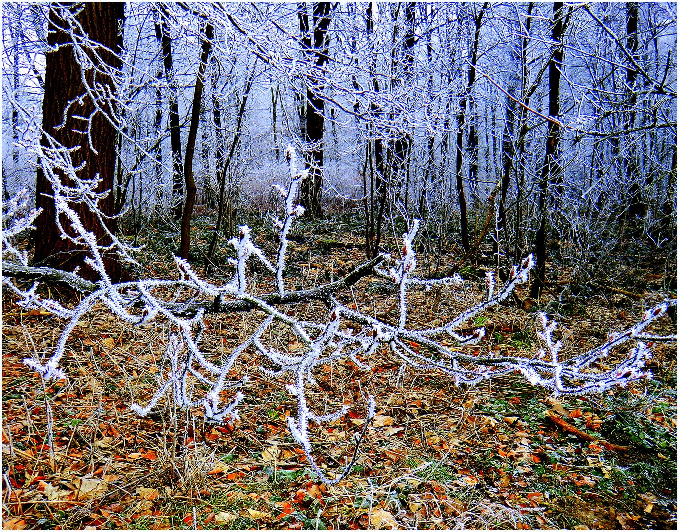 Januar 2011 - Im Murmelbachtal