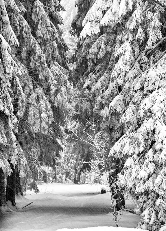 Januar 2011 - Schneegestöber