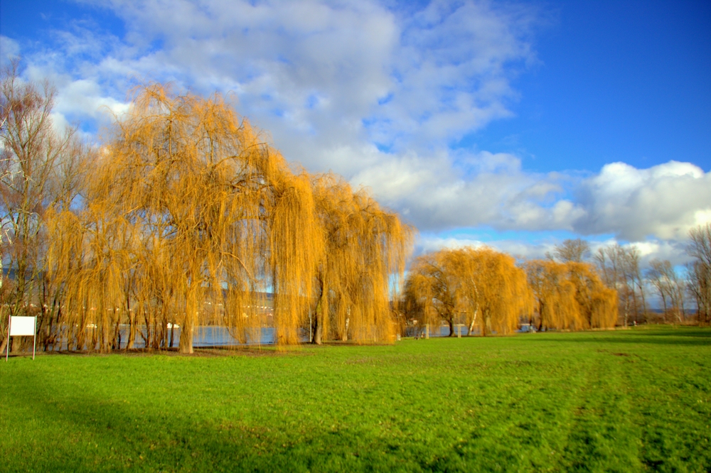 januar am rhein