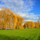 januar am rhein