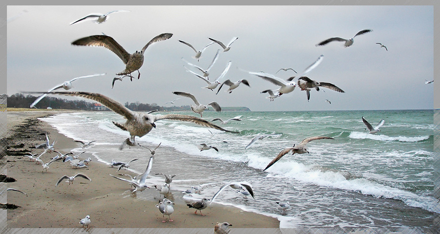 ... Januar an der see - die vögel ...