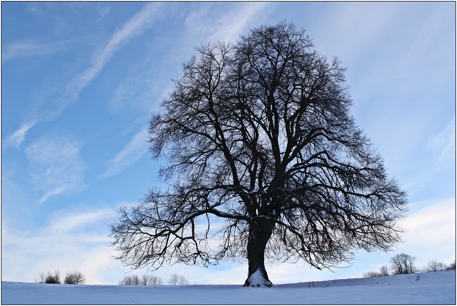 Januar Baum