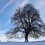 Januar Baum