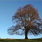 Januar Baum II.