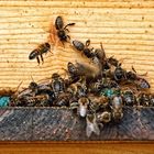 "JANUAR BIENEN" und irgendetwas Komisches