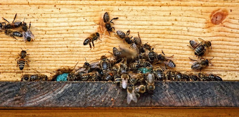 "JANUAR BIENEN" und irgendetwas Komisches