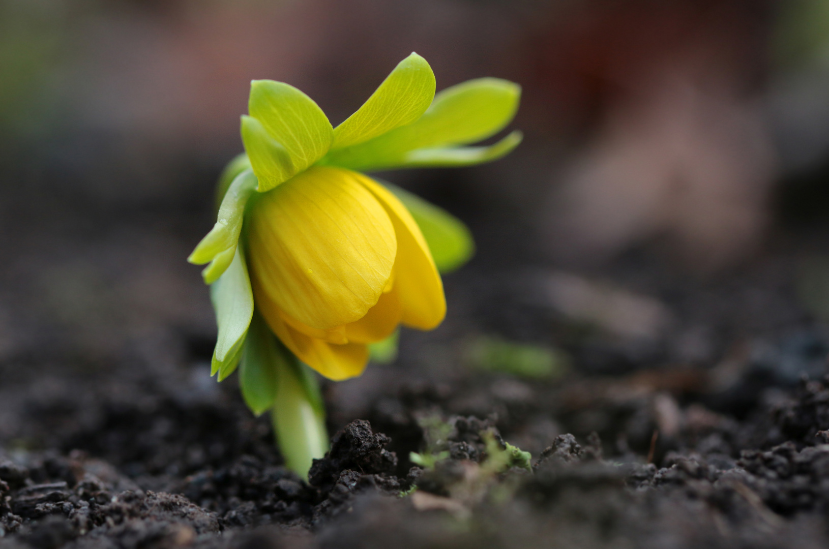 Januar-Blümchen