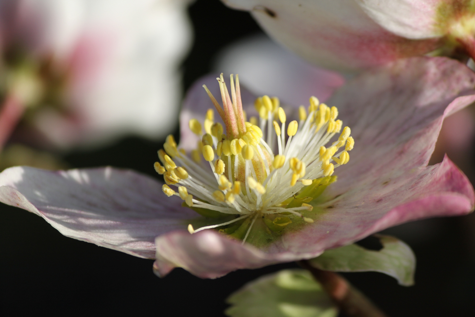 Januar-Blüten