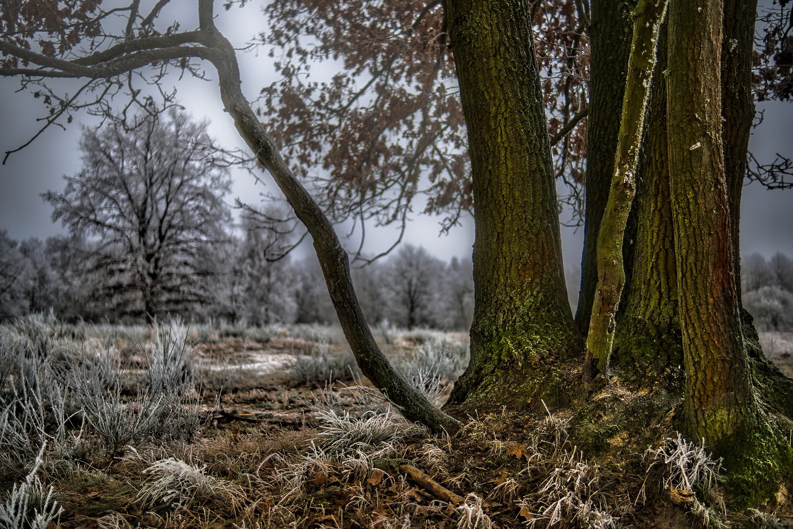 Januar - Döberitzer Heide Brandenburg 