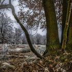 Januar - Döberitzer Heide Brandenburg 