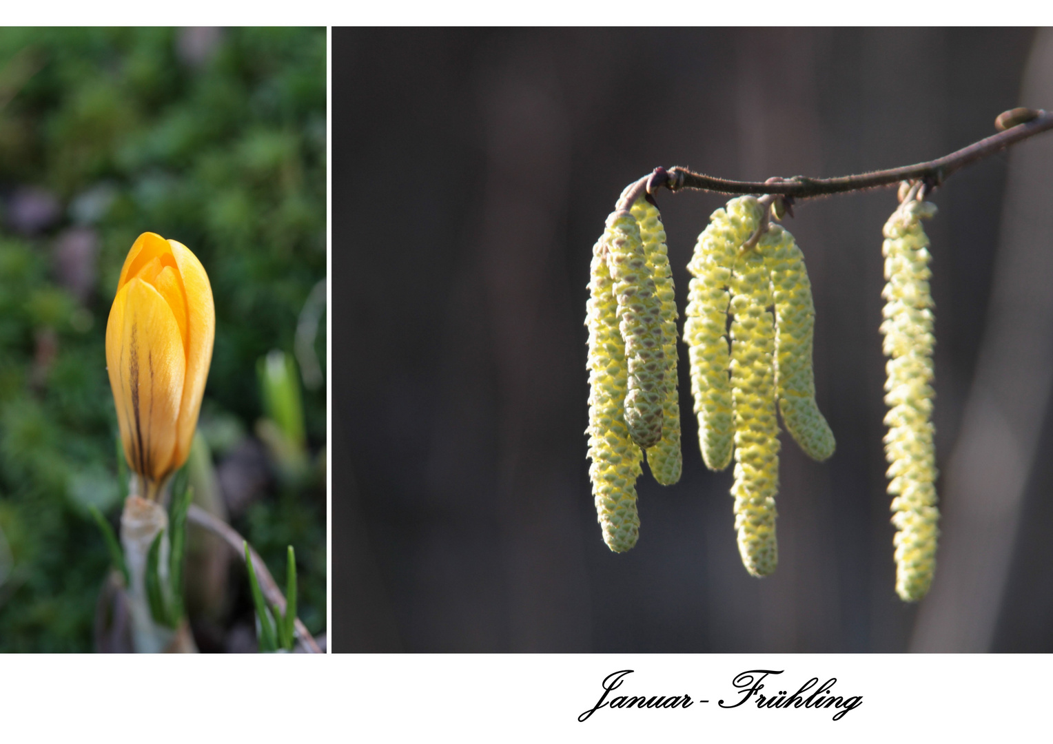 Januar-Frühling