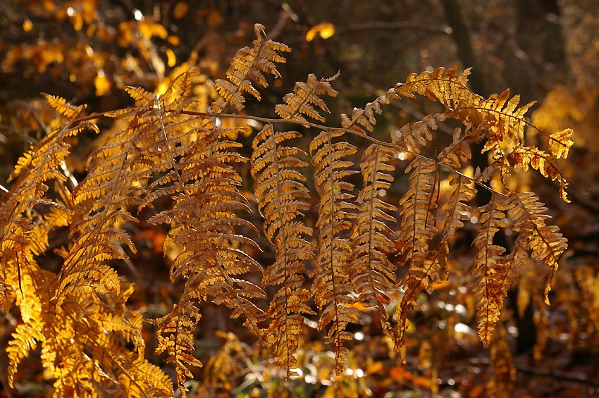 Januar - Goldregen im Wald