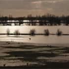 Januar - Hochwasser am Niederrhein.