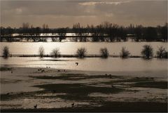 Januar - Hochwasser am Niederrhein.