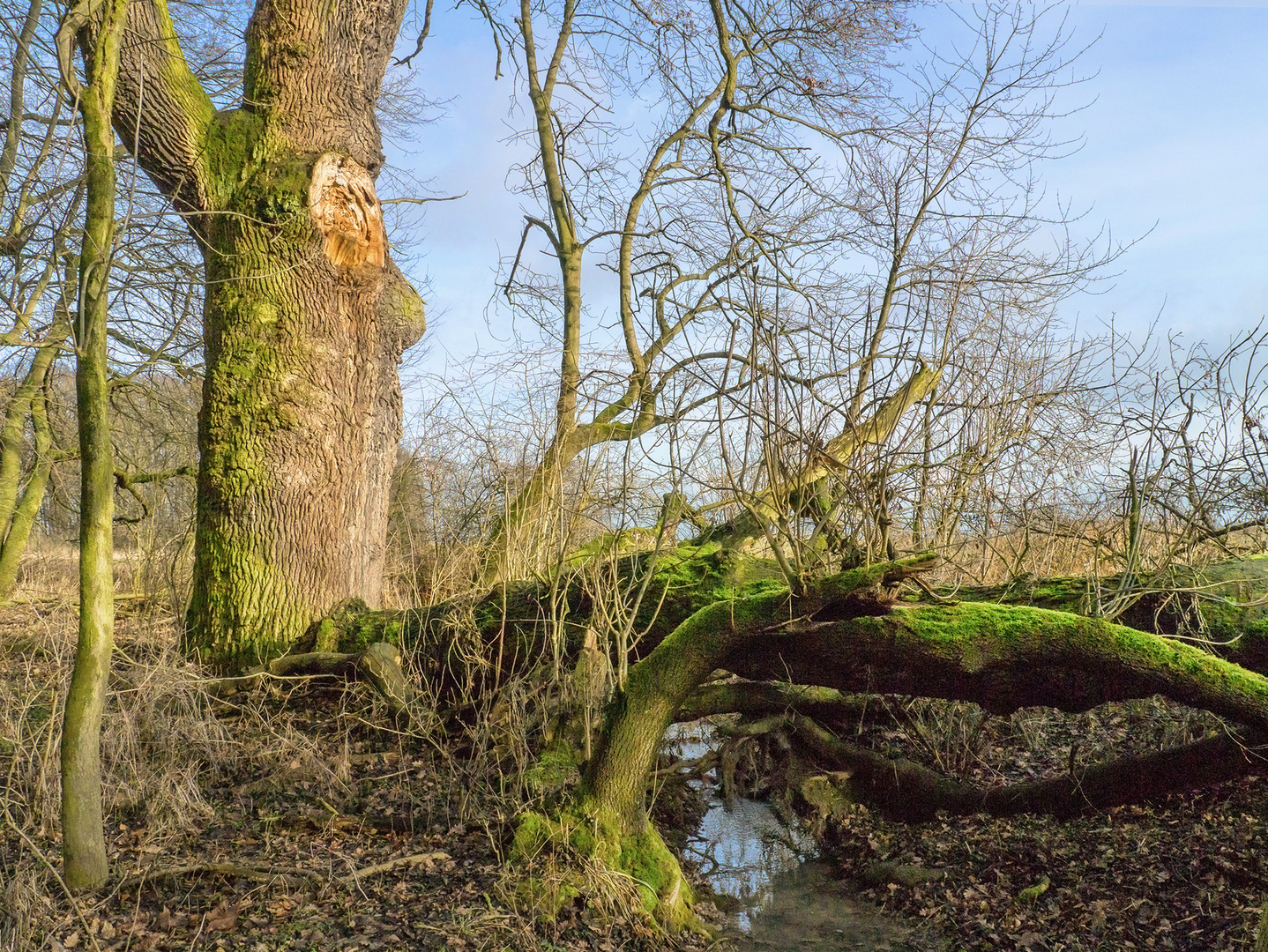 Januar im Berlach