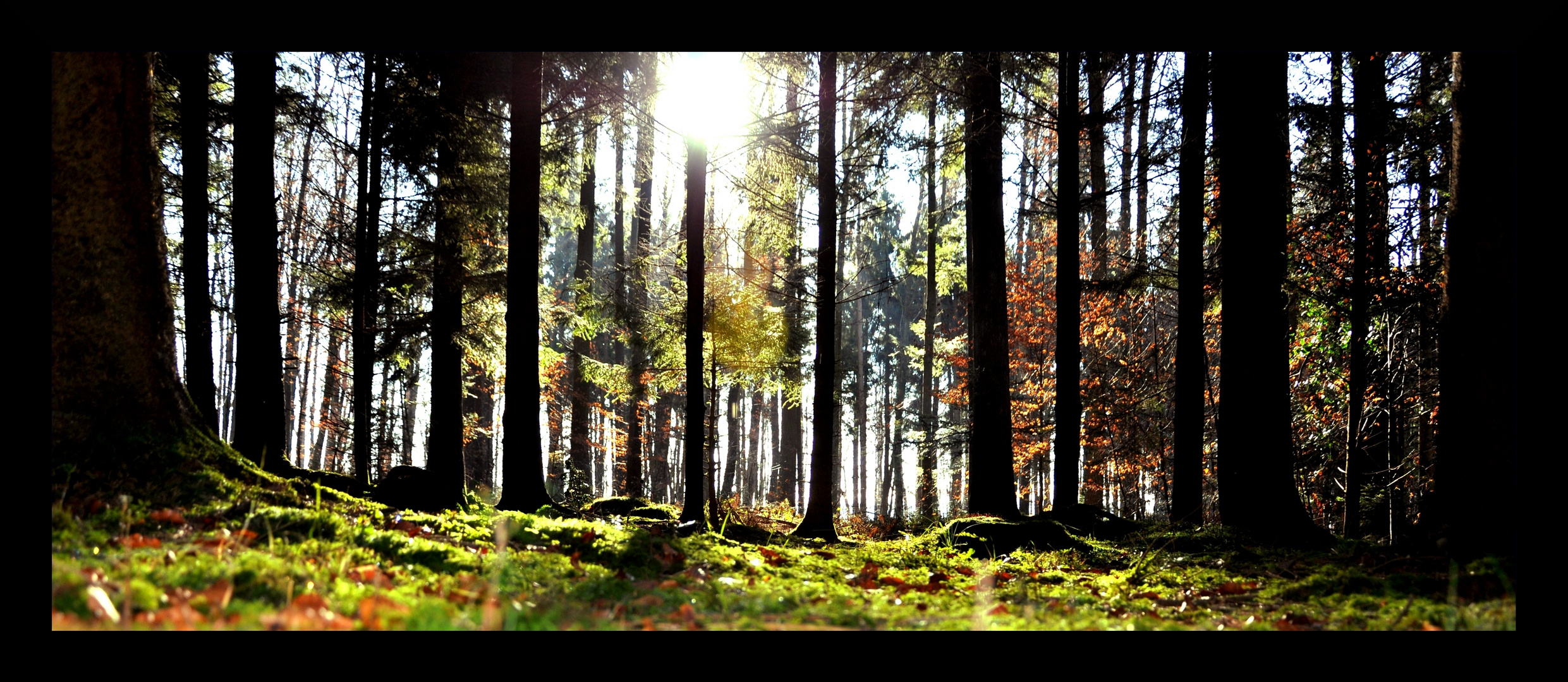 Januar im Wald