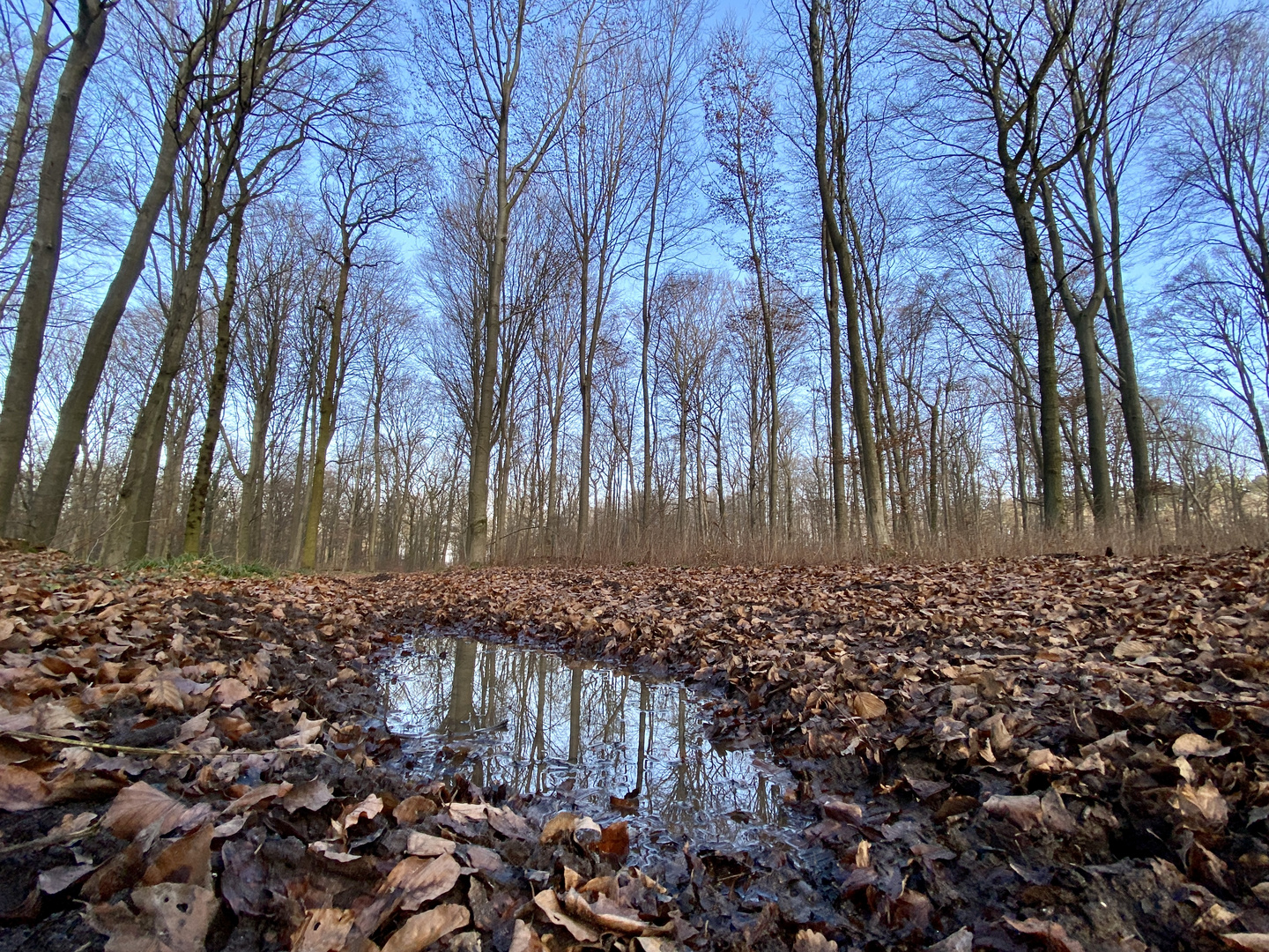 Januar im Wald