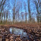 Januar im Wald