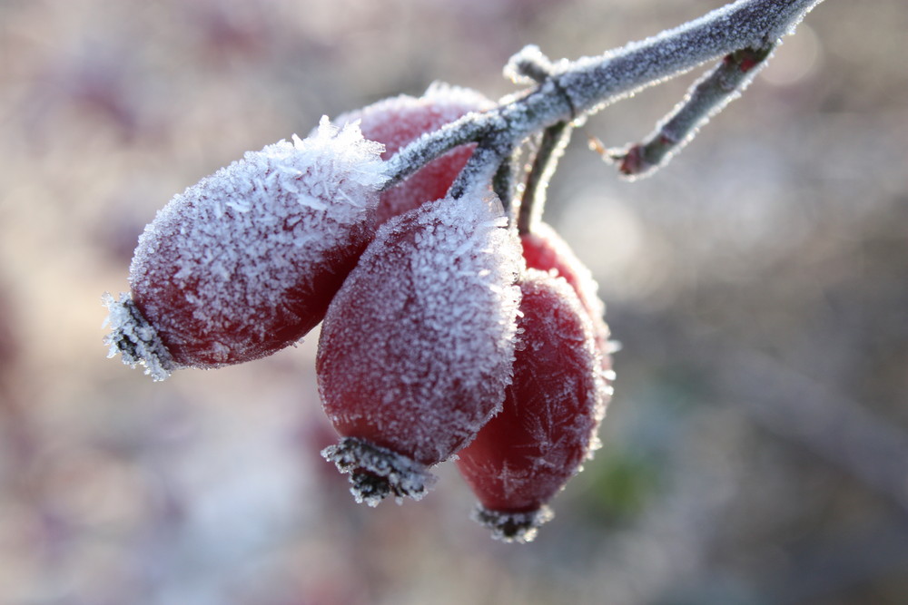 Januar in der Pfalz