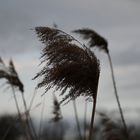 Januar in der Rheinebene