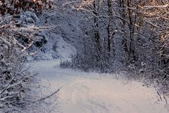 Januar "Kalter Wald"