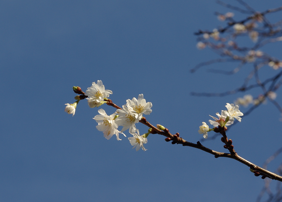 Januar-Kirschblüte