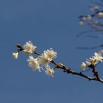 Januar-Kirschblüte