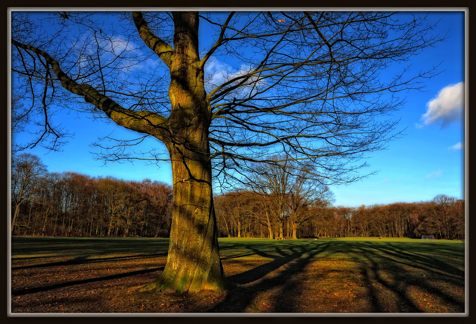 Januar-Morgen im Stadtwald