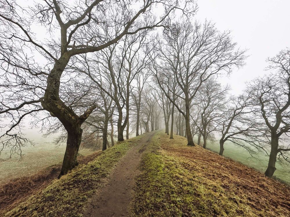 Januar Nebel