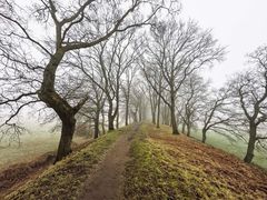 Januar Nebel