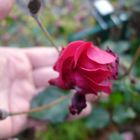 Januar-Rose in Berlin Kreuzberg