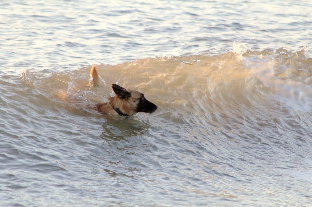 Januar-Schwimmen