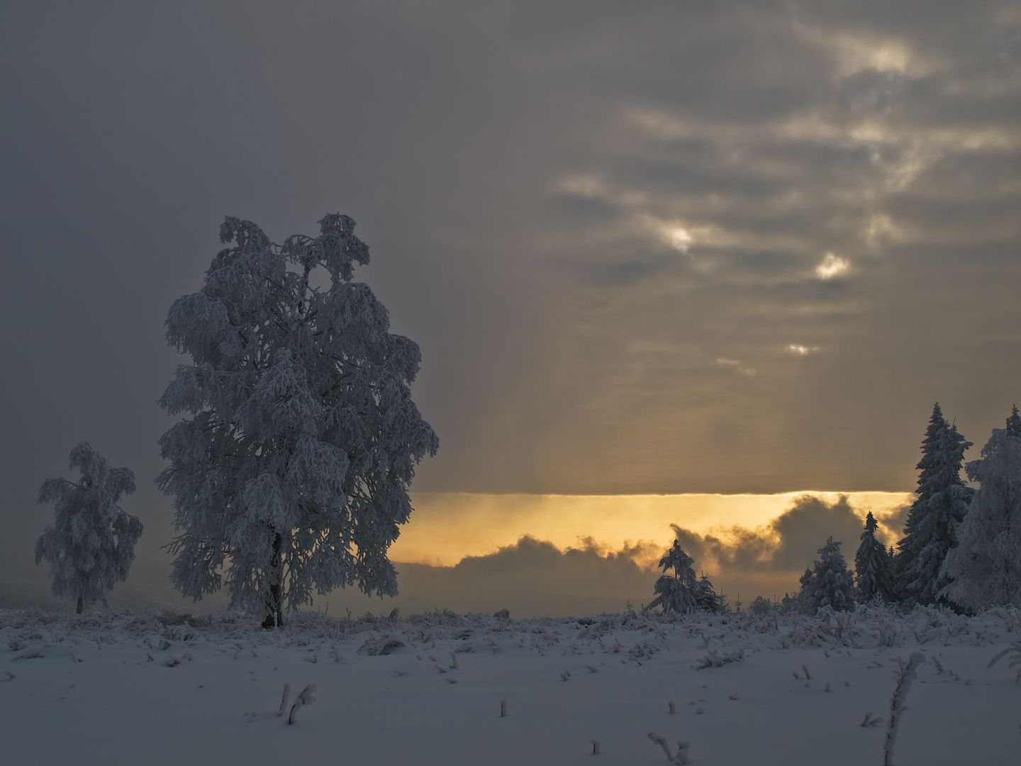 Januar Vorhersage - oder Robert's Traum