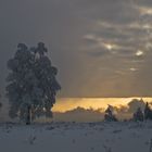 Januar Vorhersage - oder Robert's Traum