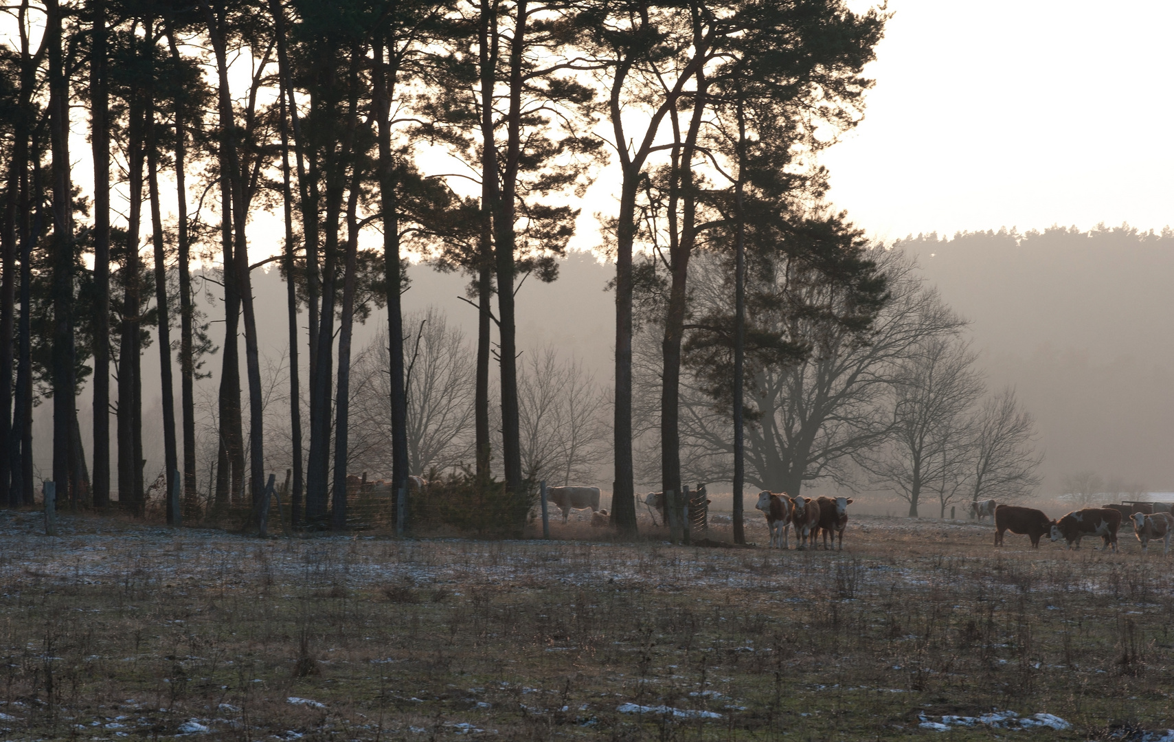 Januar-Wanderung - ( II.)