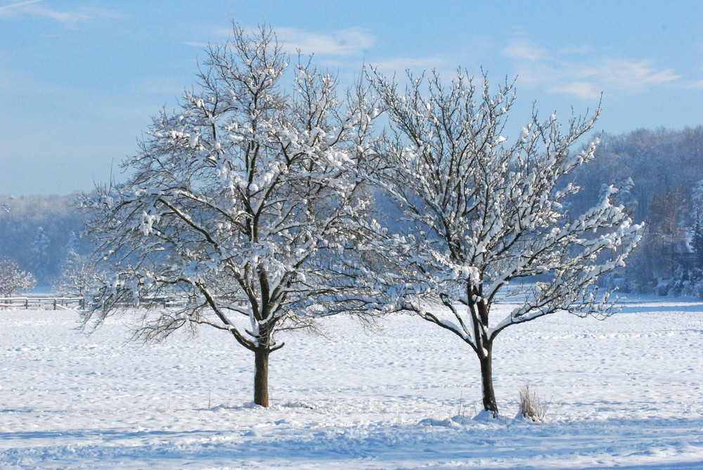 Januar "zwei Bäume hinter den Gärten" Foto & Bild warmbronn
