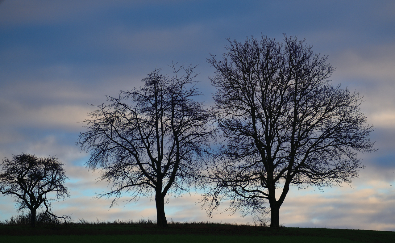 Januarabend, january evening, tarde en enero