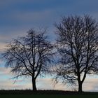 Januarabend, january evening, tarde en enero