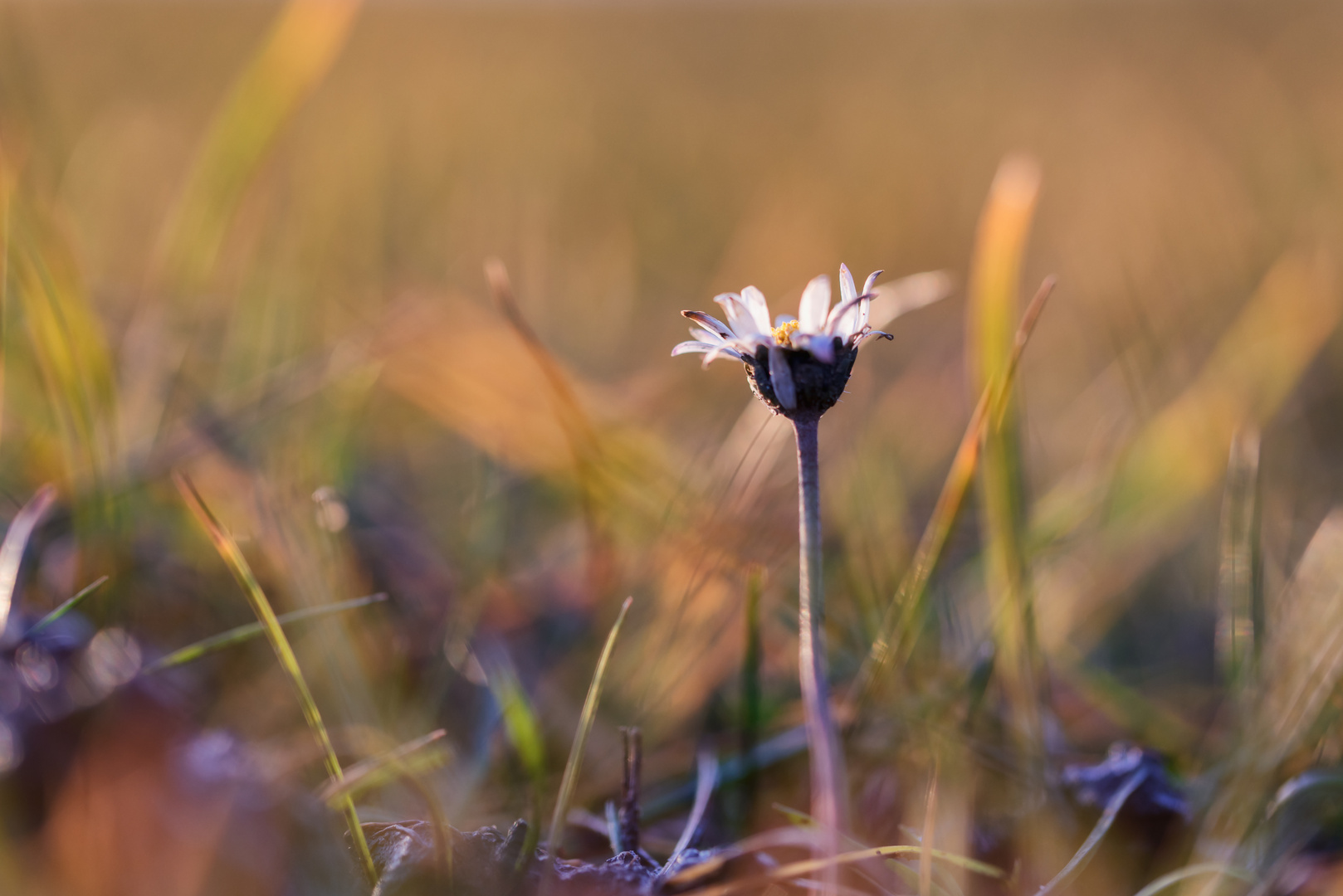 Januarblümchen II