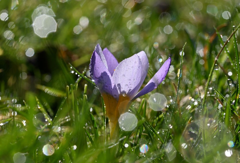 Januarblüte