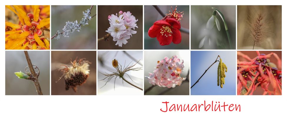 Januarblüten