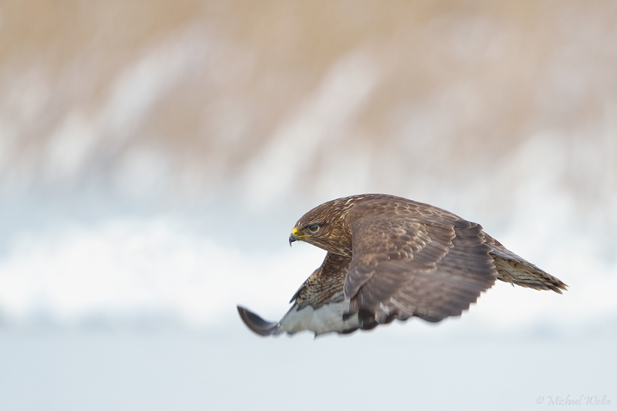 Januarimpression mit Bussard