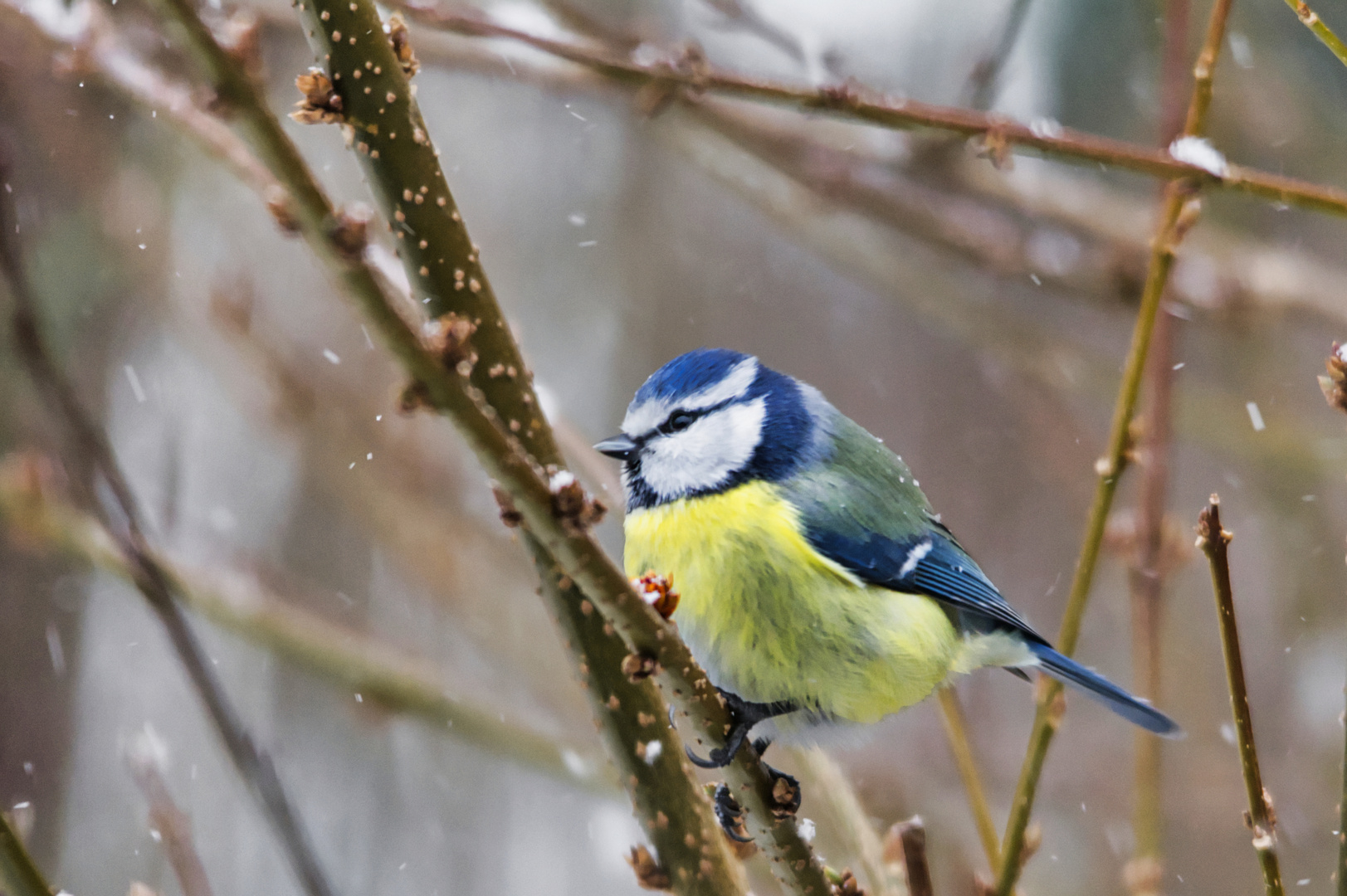 Januarkälte 