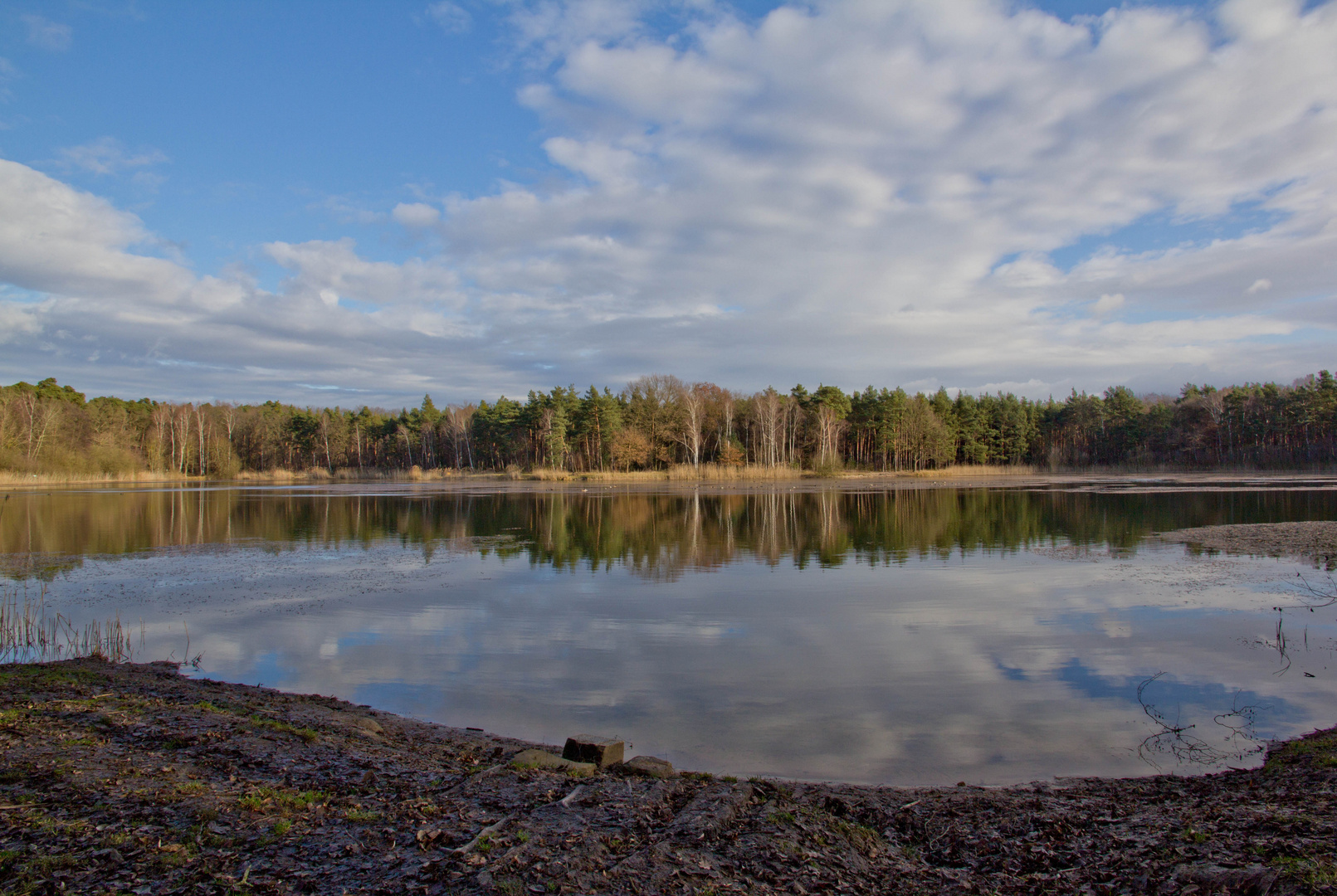 Januarmorgen am Waldsee