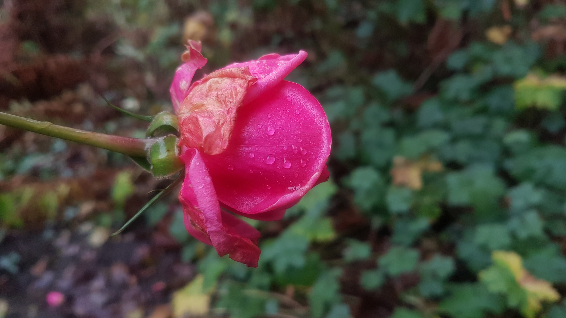 Januarrose in hamburg