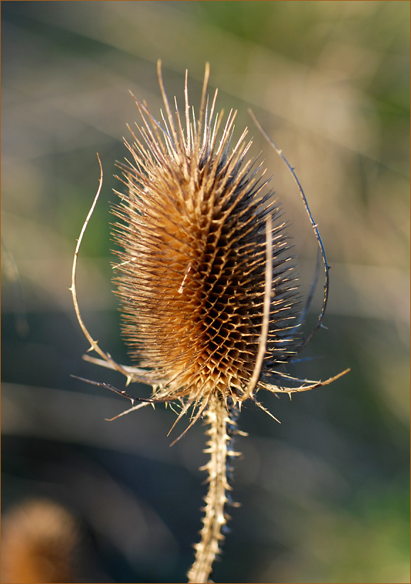 ~ Januarsonne ~