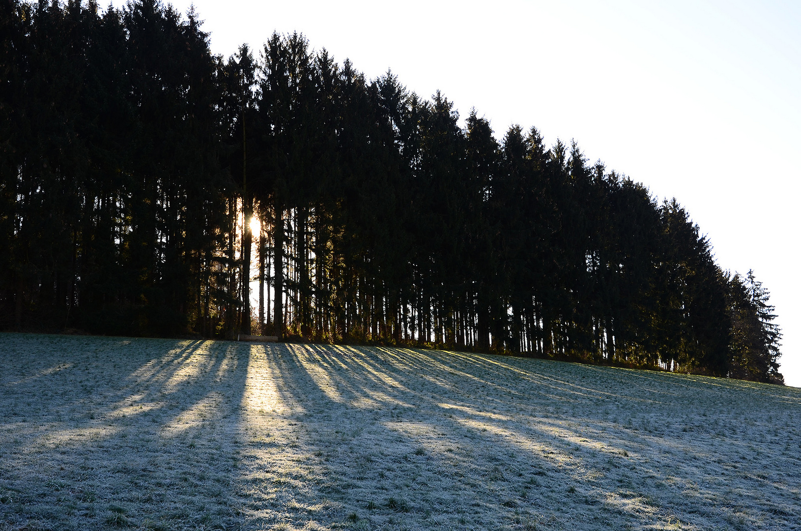 Januarwald im Morgenlicht