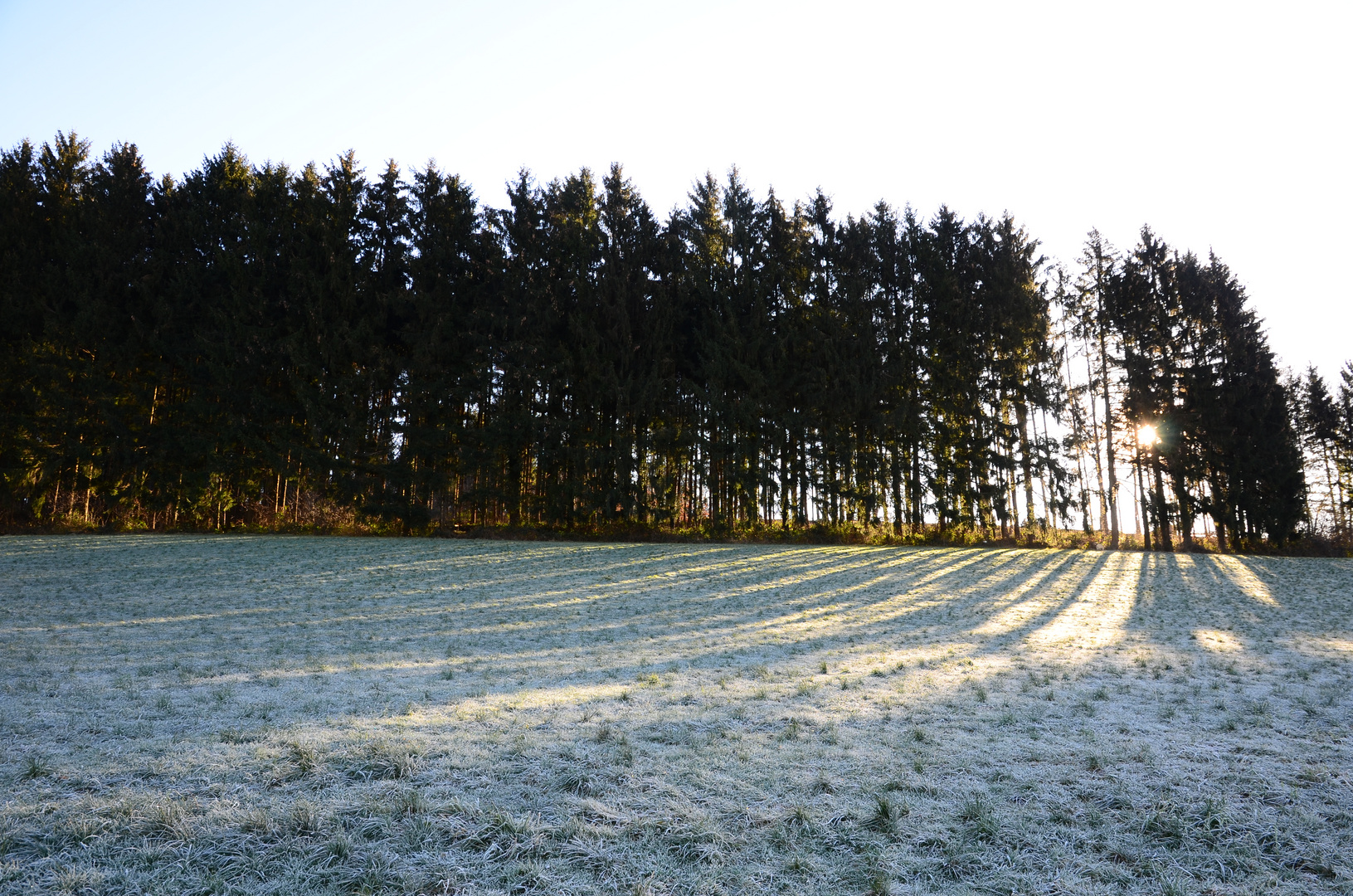 Januarwald im Morgenlicht